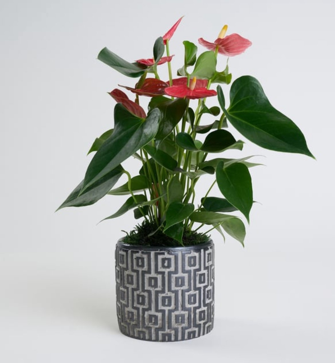 KARE DESENLİ GRİ BETON SAKSIDA ANTORYUM BİTKİSi