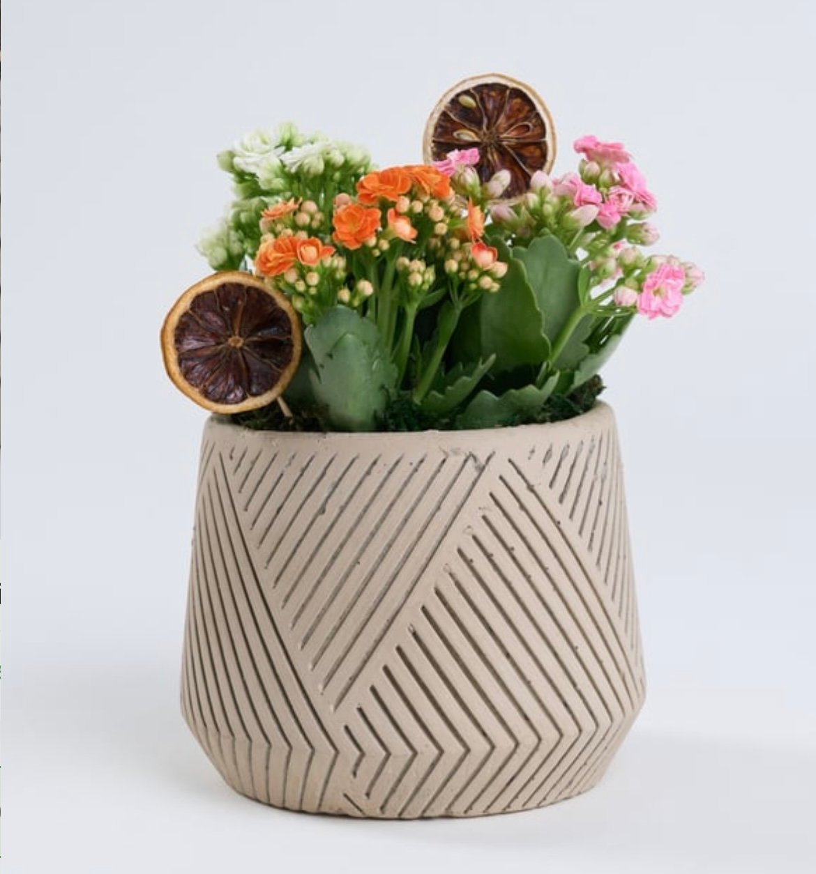 GEOMETRİK ÇİZGİLİ SAKSIDA KALANCHOE BAHCESİ